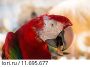 Red Ara. Стоковое фото, фотограф Rüdiger Wittmann / PantherMedia / Фотобанк Лори