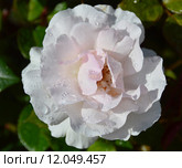 Роза чайно-гибридная Э Уайтэ Шэйд оф Пэйл (лат. A Whiter Shade of Pale), Fryers Roses, 2006. Стоковое фото, фотограф lana1501 / Фотобанк Лори