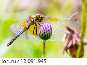 Желтая Стрекоза (Sympetrum flaveolum) на цветке. Стоковое фото, фотограф Евгений Мухортов / Фотобанк Лори