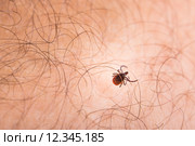 Tick - parasitic arachnid blood-sucking carrier of various diseases. Стоковое фото, фотограф Viktor Cap / PantherMedia / Фотобанк Лори