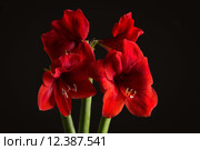Red amaryllis flower on black background. Hippeastrum hortorum. Amaryllis are known as belladonna lily, Jersey lily, naked lady, Amarillo or, in South Africa, March lily. Стоковое фото, фотограф Nicola Galiero / PantherMedia / Фотобанк Лори
