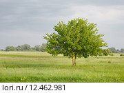Green tree on a field. Стоковое фото, фотограф Péter Gudella / PantherMedia / Фотобанк Лори