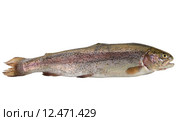 Fresh trout. Стоковое фото, фотограф Alena Dvorakova / PantherMedia / Фотобанк Лори