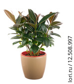 Фикус каучуконосный Ficus elastica (Indian Rubber Bush) Стоковое фото, фотограф Олег Родионов / Фотобанк Лори