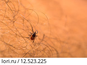 Tick - parasitic arachnid blood-sucking carrier of various diseases. Стоковое фото, фотограф Viktor Cap / PantherMedia / Фотобанк Лори