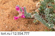Байкал. Ольхон. Остролодочник шерстистый на песчаном берегу (Oxytropis lanata (Pallas) DC) Стоковое видео, видеограф Виктория Катьянова / Фотобанк Лори