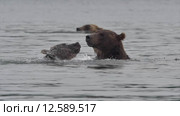 Два медведя гризли в воде. Стоковое видео, видеограф DPS / Фотобанк Лори