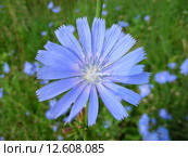 Цикорий обыкновенный (лат. Cichorium intybus L) Стоковое фото, фотограф lana1501 / Фотобанк Лори