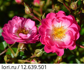 Роза кустарниковая Пинк Аморина (лат. Pink Amorina), De Ruiter Innovations B.V., Нидерланды. Стоковое фото, фотограф lana1501 / Фотобанк Лори