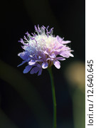 Короставник полевой Knautia arvensis (L.) Цветок растения, Краснодарский край. Стоковое фото, фотограф Григорий Писоцкий / Фотобанк Лори