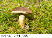 Гриб Моховик (лат. Xerocomus) Стоковое фото, фотограф Елена Коромыслова / Фотобанк Лори