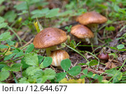 Грибы маслята (лат. Suillus luteus ) Стоковое фото, фотограф Елена Коромыслова / Фотобанк Лори