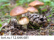 Грибы маслята (лат. Suillus luteus ) Стоковое фото, фотограф Елена Коромыслова / Фотобанк Лори