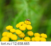Цветы пижмы (Tanacetum) Стоковое фото, фотограф Алёшина Оксана / Фотобанк Лори