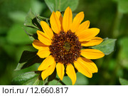 Декоративный подсолнух или Гелиантус (лат. Helianthus) Стоковое фото, фотограф lana1501 / Фотобанк Лори