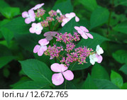 Гортензия Пинк Леди метельчатая (лат. Hydrangea paniculata) Стоковое фото, фотограф lana1501 / Фотобанк Лори