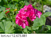 Пеларгония зональная (лат. Pelargonium zonale) Стоковое фото, фотограф Елена Коромыслова / Фотобанк Лори