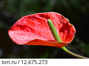 Декоративноцветущие растение Антуриум (лат. Anthurium) - род растений семейства Ароидные, или Аронниковые (Araceae) Стоковое фото, фотограф lana1501 / Фотобанк Лори