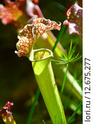 Хищное экзотическое растение Sarracenia spp. et hort (лат. Sarracenia) Стоковое фото, фотограф lana1501 / Фотобанк Лори
