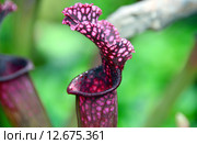 Плотоядное растение Sarracenia spp. et hort (лат. Sarracenia) Стоковое фото, фотограф lana1501 / Фотобанк Лори