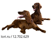 Two Irish Setters. Стоковое фото, фотограф Яков Филимонов / Фотобанк Лори