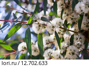 soap mallee plant in spring. Стоковое фото, фотограф Яков Филимонов / Фотобанк Лори