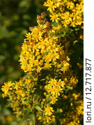 Цветет Золотарник обыкновенный (Золотая розга, Solidago virgaurea L.) Стоковое фото, фотограф Щеголева Ольга / Фотобанк Лори