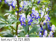 Аконит или борец (Aconitum) Стоковое фото, фотограф Алёшина Оксана / Фотобанк Лори