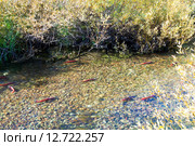 Нерка - кокани (Kokanee, Oncorhynchus nerka) во время нереста (2015 год). Стоковое фото, фотограф Ирина Кожемякина / Фотобанк Лори