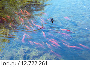 Нерка - кокани (Kokanee, Oncorhynchus nerka) на нересте (2015 год). Стоковое фото, фотограф Ирина Кожемякина / Фотобанк Лори