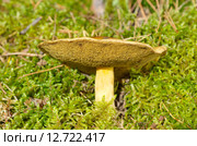 Моховик (лат. Xerocomus) Стоковое фото, фотограф Елена Коромыслова / Фотобанк Лори