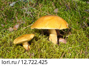 Моховики (лат. Xerocomus) в лесу. Стоковое фото, фотограф Елена Коромыслова / Фотобанк Лори