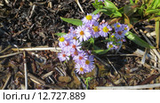 Астра солончаковая (лат. Aster tripolium) на берегу Белого моря. Остров Кий, Архангельская область. Стоковое фото, фотограф Т. З. / Фотобанк Лори