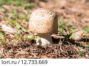 Гриб шампиньон августовский (Agaricus augustus) Стоковое фото, фотограф Ирина Яровая / Фотобанк Лори