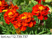 Бархатцы отклоненные "Аспен красный" (лат. Tagetes patula) Стоковое фото, фотограф Елена Коромыслова / Фотобанк Лори