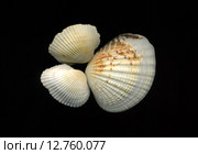 Морская ракушки на черном фоне. Стоковое фото, фотограф Сергей Тихонов / Фотобанк Лори