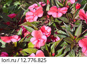 Бальзамин новогвинейский (Impatiens) Стоковое фото, фотограф Алёшина Оксана / Фотобанк Лори