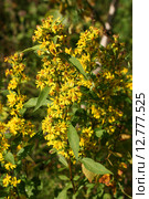 Желтые цветы. Цветет Золотарник обыкновенный (Золотая розга, Solidago virgaurea L.) Стоковое фото, фотограф Щеголева Ольга / Фотобанк Лори