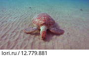 Зелёная морская черепаха или суповая черепаха (Chelonia mydas) Красное море, Марса-эль-Алам, бухта Абу-Дабаб, Египет. Стоковое видео, видеограф Некрасов Андрей / Фотобанк Лори