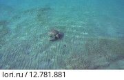 Зелёная морская черепаха или суповая черепаха (Chelonia mydas) Красное море, Марса-эль-Алам, бухта Абу-Дабаб, Египет. Стоковое видео, видеограф Некрасов Андрей / Фотобанк Лори