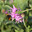 Норовой шмель (Bombus lucorum) на цветке василька лугового. Стоковое фото, фотограф Ирина Водяник / Фотобанк Лори