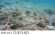 Рыба-флейта, или морская свистулька (Aulostomus chinensis) плывет рядом с коралловым рифом, Красное море, Марса-эль-Алам, бухта Абу-Дабаб, Енмпет. Стоковое видео, видеограф Некрасов Андрей / Фотобанк Лори