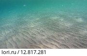 Стая рыб над песчаным дном, Красное море, Марса-эль-Алам, бухта Абу-Дабаб, Египет. Стоковое видео, видеограф Некрасов Андрей / Фотобанк Лори