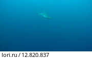 Серая рифовая акула (Carcharhinus amblyrhynchos) плывет в толще воды, Индийский океан, Мальдивские острова. Стоковое видео, видеограф Некрасов Андрей / Фотобанк Лори