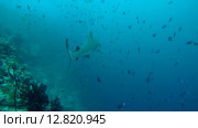Серая рифовая акула (Carcharhinus amblyrhynchos) плывет в толще воды, Индийский океан, Мальдивские острова. Стоковое видео, видеограф Некрасов Андрей / Фотобанк Лори