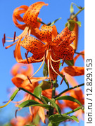 Тигровая лилия. Lilium tigrinum. Стоковое фото, фотограф Григорий Писоцкий / Фотобанк Лори