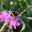 Норовой шмель (Bombus lucorum) пьёт нектар с цветка василька лугового. Стоковое фото, фотограф Ирина Водяник / Фотобанк Лори