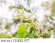 Горец японский (Reynoutria japonica, Polygonum sachalinensis) в октябре. Стоковое фото, фотограф Алёшина Оксана / Фотобанк Лори