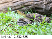 Ferdelance Pit Viper in the Rain Forest. Стоковое фото, фотограф David Castillo Dominici / Фотобанк Лори
