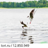 Чайки ловят рыбу в воде. Стоковое фото, фотограф Игорь Низов / Фотобанк Лори